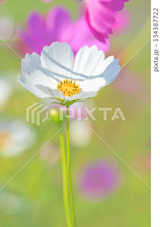 家の周りの草花　四季の色々　公園の花畑に美しい色とりどりのコスモスの花が秋風に揺れて咲いています 134387722