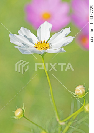 家の周りの草花 四季の色々 公園の花畑に美しい色とりどりのコスモスの花が秋風に揺れて咲いています 家の周りの草花 四季の色々 公園の花畑に美しい色とりどりのコスモスの花が秋風に揺れて咲いています 134387729