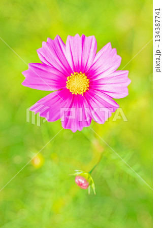 家の周りの草花 四季の色々 公園の花畑に美しい色とりどりのコスモスの花が秋風に揺れて咲いています 家の周りの草花 四季の色々 公園の花畑に美しい色とりどりのコスモスの花が秋風に揺れて咲いています 134387741