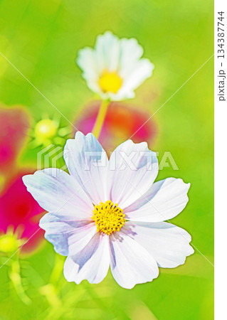 家の周りの草花 四季の色々 公園の花畑に美しい色とりどりのコスモスの花が秋風に揺れて咲いています 家の周りの草花 四季の色々 公園の花畑に美しい色とりどりのコスモスの花が秋風に揺れて咲いています 134387744