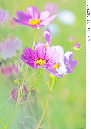 家の周りの草花　四季の色々　公園の花畑に美しい色とりどりのコスモスの花が秋風に揺れて咲いています 134387749