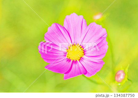 家の周りの草花　四季の色々　公園の花畑に美しい色とりどりのコスモスの花が秋風に揺れて咲いています 134387750