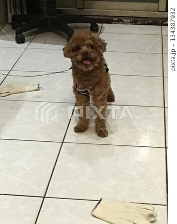 犬 狗 わんこ 134387932