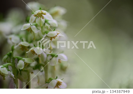 清楚な白い花を咲かせるイチヤクソウ（一薬草） 134387949