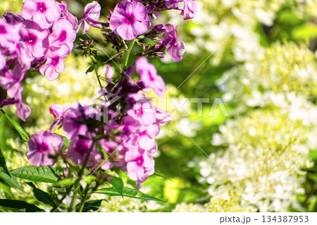 A close-up of the bright pink flowers of garden phlox (Phlox paniculata) in full bloom against a background of slightly washed-out creamy white or pale yellow hydrangea (Hydrangea paniculata) flowers. 134387953