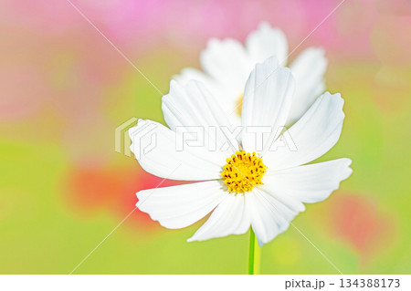 家の周りの草花 四季の色々 公園の花畑に美しい色とりどりのコスモスの花が秋風に揺れて咲いています 家の周りの草花 四季の色々 公園の花畑に美しい色とりどりのコスモスの花が秋風に揺れて咲いています 134388173