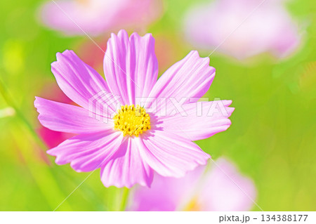 家の周りの草花　四季の色々　公園の花畑に美しい色とりどりのコスモスの花が秋風に揺れて咲いています 134388177