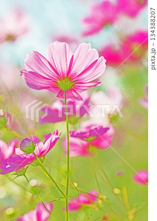 家の周りの草花　四季の色々　公園の花畑に美しい色とりどりのコスモスの花が秋風に揺れて咲いています 134388207