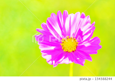 家の周りの草花　四季の色々　公園の花畑に美しい色とりどりのコスモスの花が秋風に揺れて咲いています 134388244