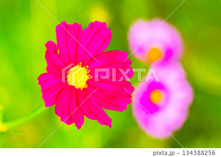 家の周りの草花 四季の色々 公園の花畑に美しい色とりどりのコスモスの花が秋風に揺れて咲いています 家の周りの草花 四季の色々 公園の花畑に美しい色とりどりのコスモスの花が秋風に揺れて咲いています 134388256