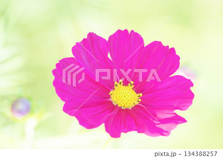 家の周りの草花 四季の色々 公園の花畑に美しい色とりどりのコスモスの花が秋風に揺れて咲いています 家の周りの草花 四季の色々 公園の花畑に美しい色とりどりのコスモスの花が秋風に揺れて咲いています 134388257