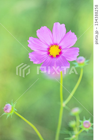 家の周りの草花　四季の色々　公園の花畑に美しい色とりどりのコスモスの花が秋風に揺れて咲いています 134388258
