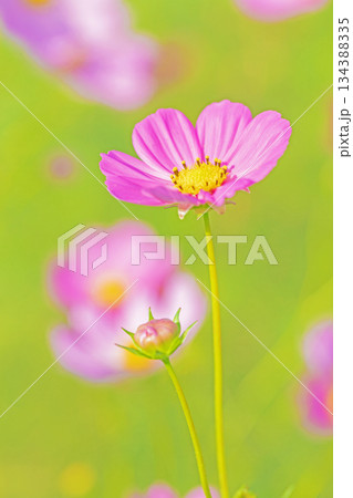 家の周りの草花 四季の色々 公園の花畑に美しい色とりどりのコスモスの花が秋風に揺れて咲いています 家の周りの草花 四季の色々 公園の花畑に美しい色とりどりのコスモスの花が秋風に揺れて咲いています 134388335