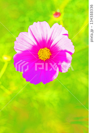 家の周りの草花 四季の色々 公園の花畑に美しい色とりどりのコスモスの花が秋風に揺れて咲いています 家の周りの草花 四季の色々 公園の花畑に美しい色とりどりのコスモスの花が秋風に揺れて咲いています 134388336