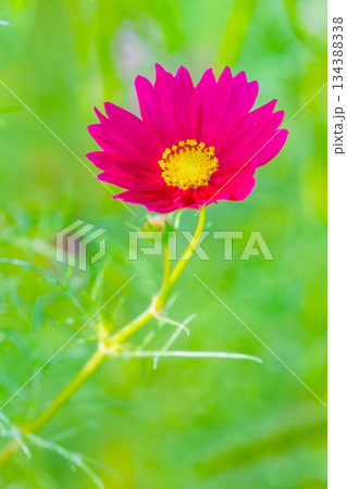 家の周りの草花 四季の色々 公園の花畑に美しい色とりどりのコスモスの花が秋風に揺れて咲いています 家の周りの草花 四季の色々 公園の花畑に美しい色とりどりのコスモスの花が秋風に揺れて咲いています 134388338