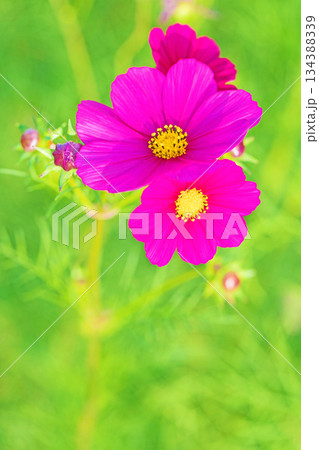 家の周りの草花　四季の色々　公園の花畑に美しい色とりどりのコスモスの花が秋風に揺れて咲いています 134388339
