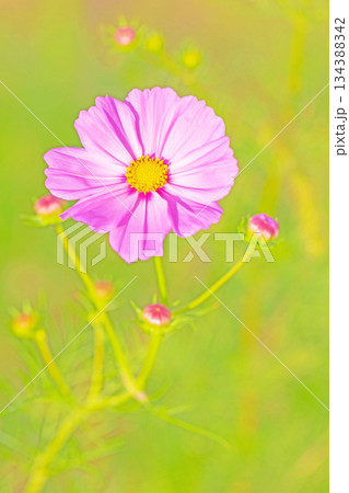 家の周りの草花 四季の色々 公園の花畑に美しい色とりどりのコスモスの花が秋風に揺れて咲いています 家の周りの草花 四季の色々 公園の花畑に美しい色とりどりのコスモスの花が秋風に揺れて咲いています 134388342