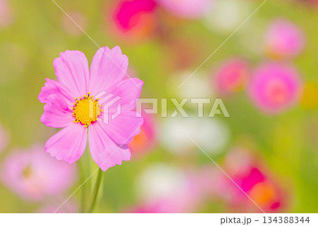 家の周りの草花 四季の色々 公園の花畑に美しい色とりどりのコスモスの花が秋風に揺れて咲いています 家の周りの草花 四季の色々 公園の花畑に美しい色とりどりのコスモスの花が秋風に揺れて咲いています 134388344