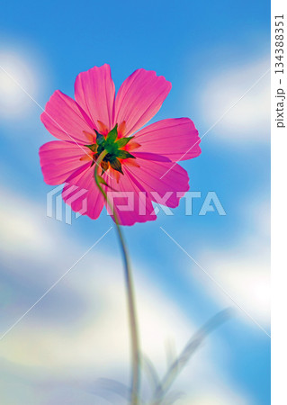 家の周りの草花　四季の色々　公園の花畑に美しい色とりどりのコスモスの花が秋風に揺れて咲いています 134388351