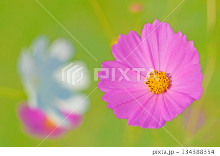 家の周りの草花　四季の色々　公園の花畑に美しい色とりどりのコスモスの花が秋風に揺れて咲いています 134388354