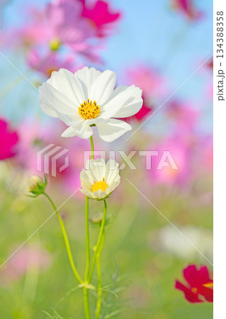 家の周りの草花 四季の色々 公園の花畑に美しい色とりどりのコスモスの花が秋風に揺れて咲いています 家の周りの草花 四季の色々 公園の花畑に美しい色とりどりのコスモスの花が秋風に揺れて咲いています 134388358