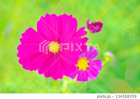 家の周りの草花 四季の色々 公園の花畑に美しい色とりどりのコスモスの花が秋風に揺れて咲いています 家の周りの草花 四季の色々 公園の花畑に美しい色とりどりのコスモスの花が秋風に揺れて咲いています 134388359