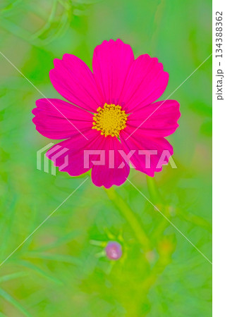 家の周りの草花　四季の色々　公園の花畑に美しい色とりどりのコスモスの花が秋風に揺れて咲いています 134388362