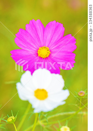 家の周りの草花　四季の色々　公園の花畑に美しい色とりどりのコスモスの花が秋風に揺れて咲いています 134388363