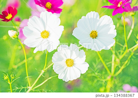 家の周りの草花　四季の色々　公園の花畑に美しい色とりどりのコスモスの花が秋風に揺れて咲いています 134388367