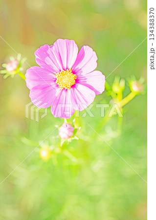 家の周りの草花　四季の色々　公園の花畑に美しい色とりどりのコスモスの花が秋風に揺れて咲いています 134388370