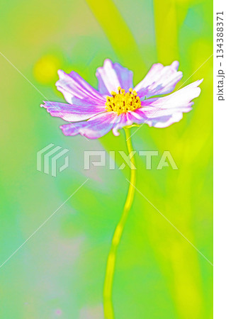家の周りの草花　四季の色々　公園の花畑に美しい色とりどりのコスモスの花が秋風に揺れて咲いています 134388371