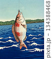 魚釣り・玉頭・タマガシラ・浮世絵風・イラスト 134388468