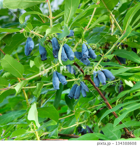 Honeysuckle berries on the branch. Blue berry of the honeysuckle ripe on bush. 134388608