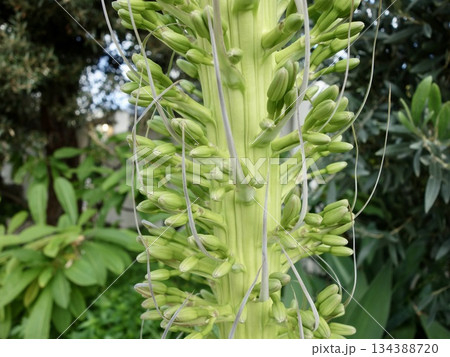 リュウゼツラン(つぼみ) リュウゼツラン(つぼみ) 134388720