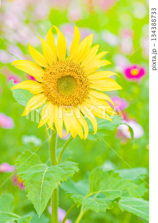 家の周りの草花 四季の色々 農園の花畑に美しい大輪のヒマワリの花が青空に向かって咲いています 家の周りの草花 四季の色々 農園の花畑に美しい大輪のヒマワリの花が青空に向かって咲いています 134388733