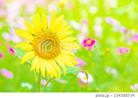 家の周りの草花 四季の色々 農園の花畑に美しい大輪のヒマワリの花が青空に向かって咲いています 家の周りの草花 四季の色々 農園の花畑に美しい大輪のヒマワリの花が青空に向かって咲いています 134388734