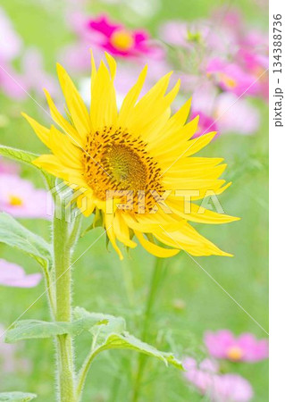 家の周りの草花 四季の色々 農園の花畑に美しい大輪のヒマワリの花が青空に向かって咲いています 家の周りの草花 四季の色々 農園の花畑に美しい大輪のヒマワリの花が青空に向かって咲いています 134388736