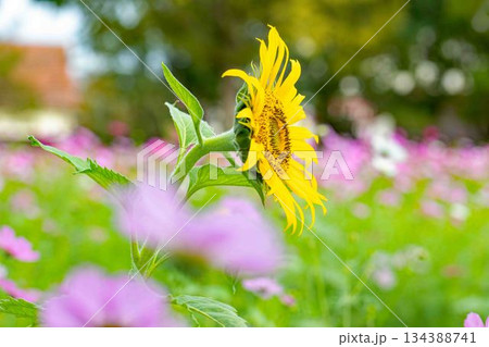 家の周りの草花　四季の色々　農園の花畑に美しい大輪のヒマワリの花が青空に向かって咲いています 134388741