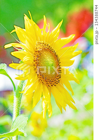 家の周りの草花 四季の色々 農園の花畑に美しい大輪のヒマワリの花が青空に向かって咲いています 家の周りの草花 四季の色々 農園の花畑に美しい大輪のヒマワリの花が青空に向かって咲いています 134388744