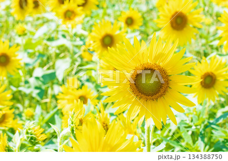 家の周りの草花 四季の色々 農園の花畑に美しい大輪のヒマワリの花が青空に向かって咲いています 家の周りの草花 四季の色々 農園の花畑に美しい大輪のヒマワリの花が青空に向かって咲いています 134388750