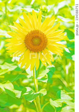家の周りの草花　四季の色々　農園の花畑に美しい大輪のヒマワリの花が青空に向かって咲いています 134388751