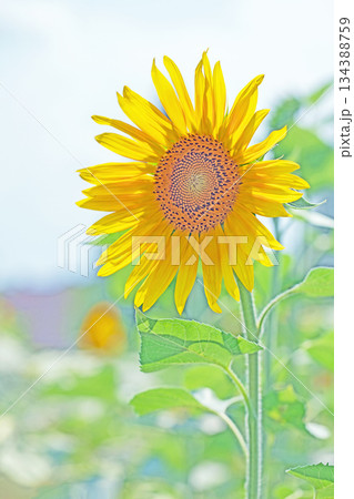 家の周りの草花　四季の色々　農園の花畑に美しい大輪のヒマワリの花が青空に向かって咲いています 134388759