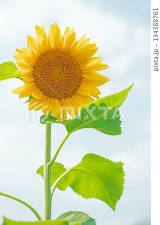 家の周りの草花 四季の色々 農園の花畑に美しい大輪のヒマワリの花が青空に向かって咲いています 家の周りの草花 四季の色々 農園の花畑に美しい大輪のヒマワリの花が青空に向かって咲いています 134388761