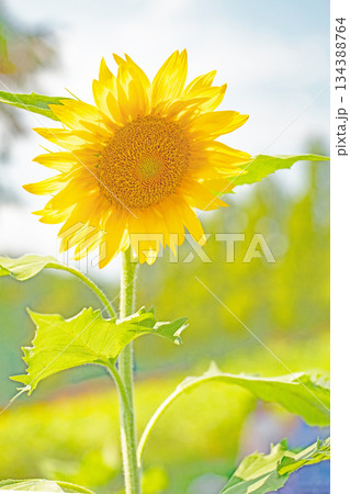 家の周りの草花　四季の色々　農園の花畑に美しい大輪のヒマワリの花が青空に向かって咲いています 134388764