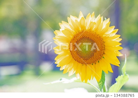 家の周りの草花 四季の色々 農園の花畑に美しい大輪のヒマワリの花が青空に向かって咲いています 家の周りの草花 四季の色々 農園の花畑に美しい大輪のヒマワリの花が青空に向かって咲いています 134388765