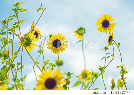 家の周りの草花 四季の色々 農園の花畑に美しい大輪のヒマワリの花が青空に向かって咲いています 家の周りの草花 四季の色々 農園の花畑に美しい大輪のヒマワリの花が青空に向かって咲いています 134388774