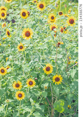 家の周りの草花　四季の色々　農園の花畑に美しい大輪のヒマワリの花が青空に向かって咲いています 134388776