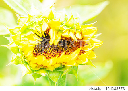家の周りの草花　四季の色々　農園の花畑に美しい大輪のヒマワリの花が青空に向かって咲いています 134388778