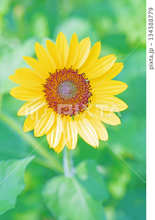 家の周りの草花 四季の色々 農園の花畑に美しい大輪のヒマワリの花が青空に向かって咲いています 家の周りの草花 四季の色々 農園の花畑に美しい大輪のヒマワリの花が青空に向かって咲いています 134388779