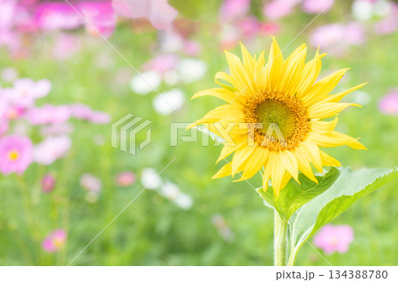 家の周りの草花 四季の色々 農園の花畑に美しい大輪のヒマワリの花が青空に向かって咲いています 家の周りの草花 四季の色々 農園の花畑に美しい大輪のヒマワリの花が青空に向かって咲いています 134388780